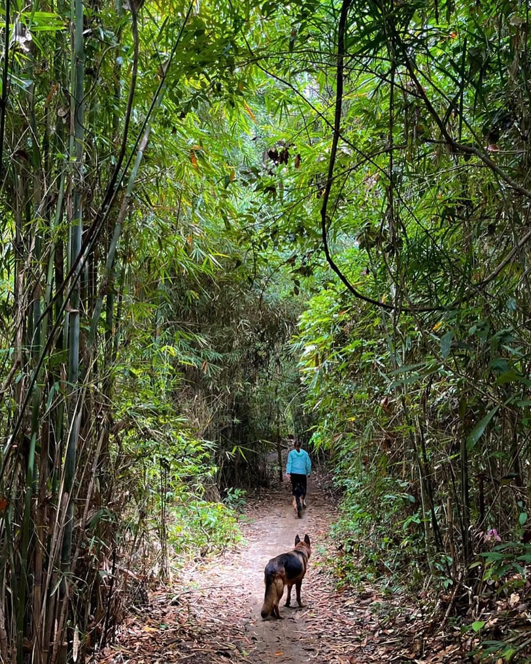 Bamboo forest hike near Sunridge Subic